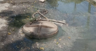 agua viva notilara » Barquisimeto