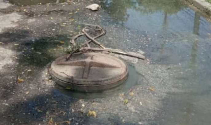 agua viva notilara » Agua Viva