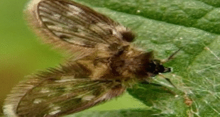 insectos notilara » Barquisimeto