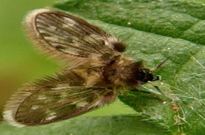 insectos notilara » moscas polilla
