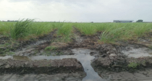 lluvias perdidas notilara » Tocuyo