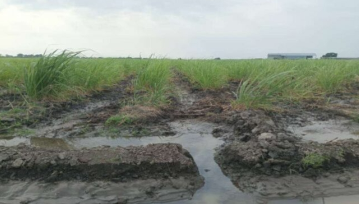 lluvias perdidas notilara » Lluvias
