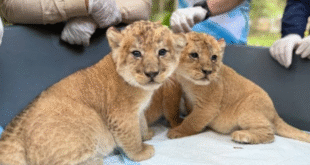 cachorro notilara » APUCV