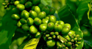 cafecultores notilara » Fedenaga