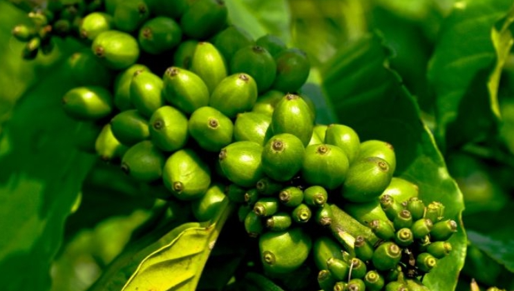 cafecultores notilara » café verde