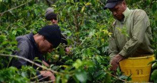 cafetal notilara » Barinas