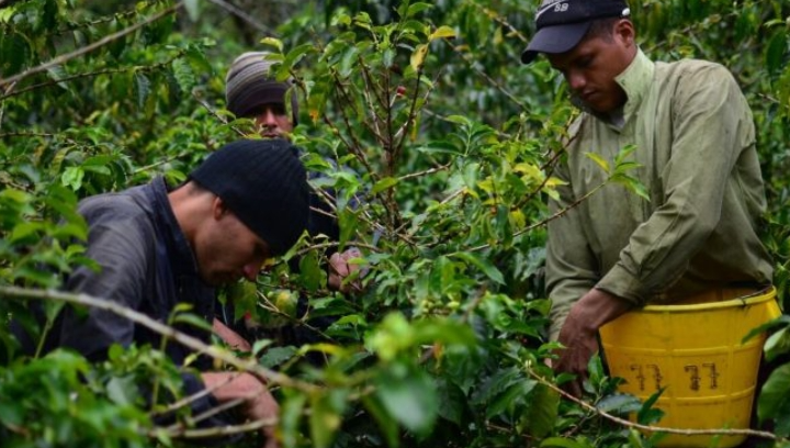 cafetal notilara » campo cafetalero