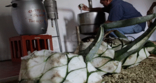 cocuy2 notilara » santos venezolanos