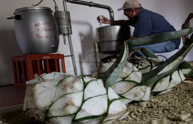 cocuy2 notilara » cocuy