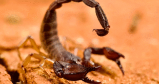 escrpiones notilara » BARQUISIMETO