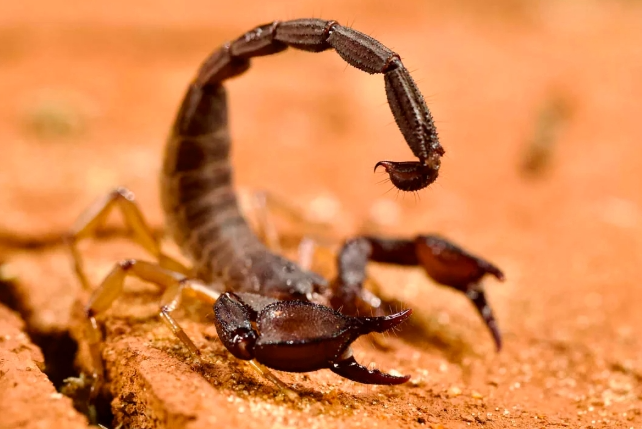 escrpiones notilara » escorpiones