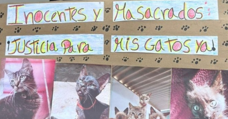 mascotas notilara » envenenamiento de mascotas