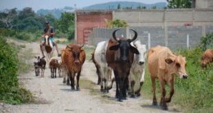 rebano ntilara » Fedenaga