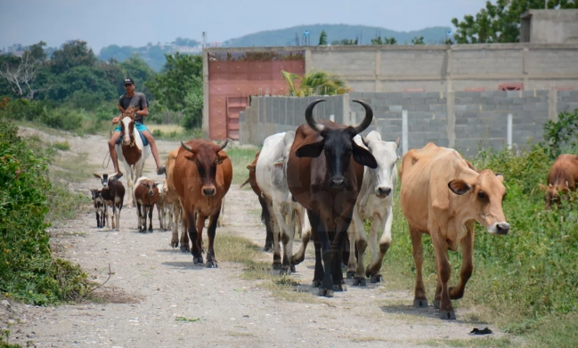 rebano ntilara » Fedenaga