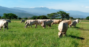 ganado carora notilara » Carora