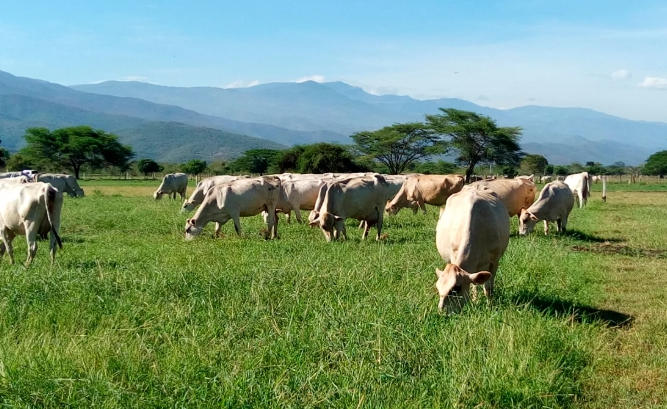 ganado carora notilara » Carora