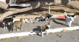 gatos notilara » Santa Isabel