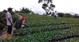 cafesanare notilara &raquo; AMTT