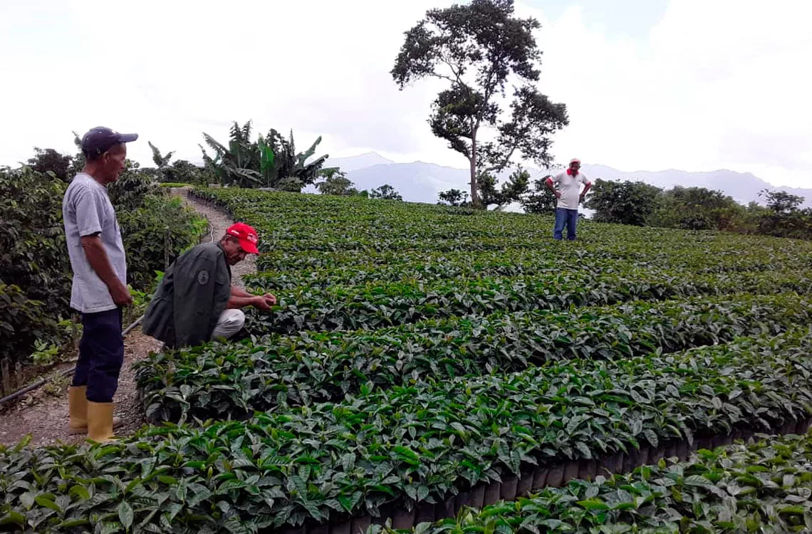 cafesanare notilara &raquo; productores