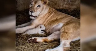 leona notilara &raquo; Excarcelaciones en Venezuela