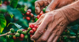 cafe notilara &raquo; Excarcelaciones en Venezuela