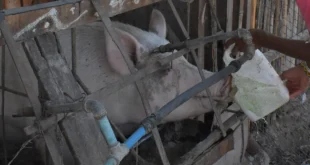 ganadoyvacas notilara &raquo; carrera 10K