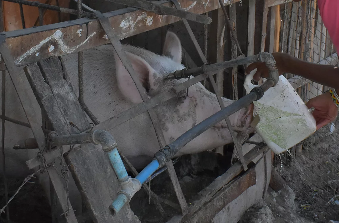 ganadoyvacas notilara &raquo; familias