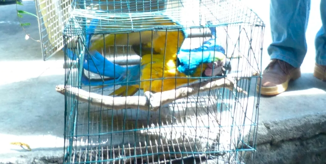 maltratoanimal notilara &raquo; Excarcelaciones en Venezuela