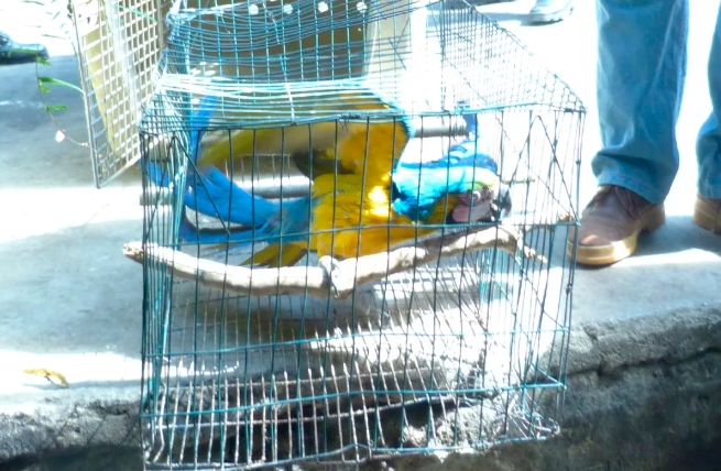 maltratoanimal notilara &raquo; Lara