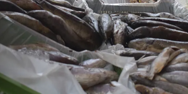 pescado notilara &raquo; Semana Sant