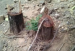 ilegal carbon notilara &raquo; carbón vegetal