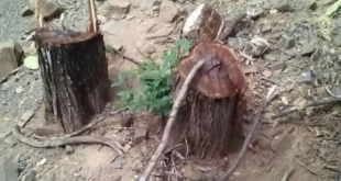 ilegal carbon notilara &raquo; carbón vegetal