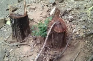 ilegal carbon notilara &raquo; carbón vegetal