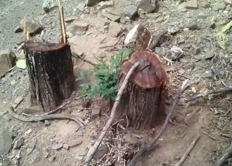 ilegal carbon notilara &raquo; carbón vegetal