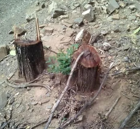 ilegal carbon notilara &raquo; carbón vegetal