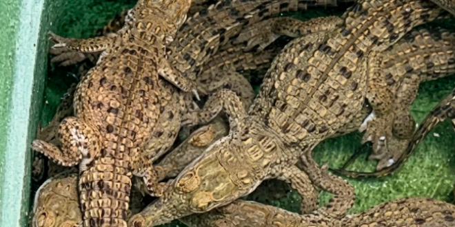 caimanes bararida notilara &raquo; Bararida