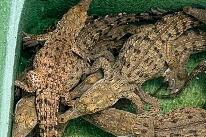 caimanes bararida notilara &raquo; Bararida